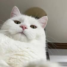 Aditya Nugroho avatar